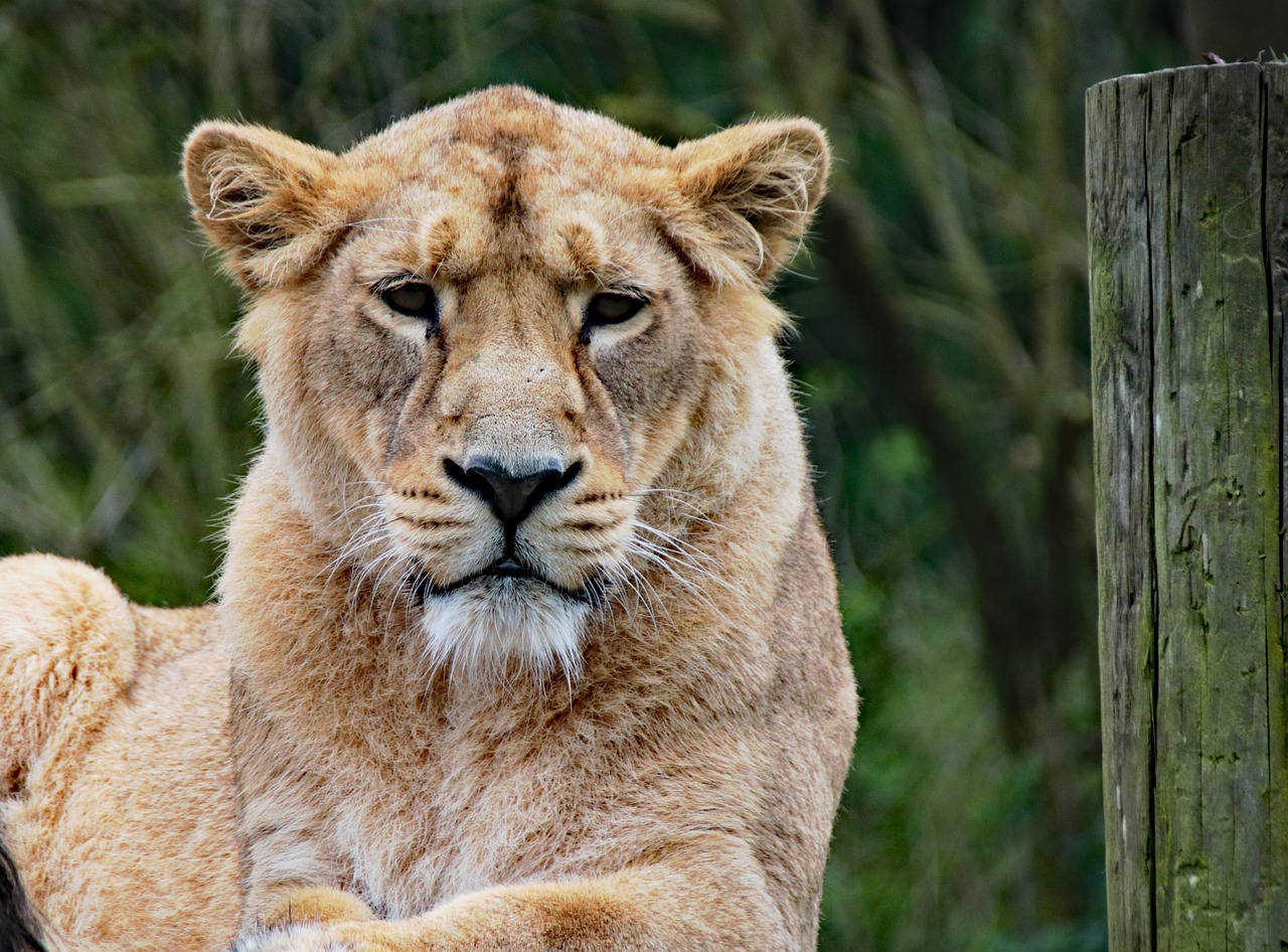 La voz humana asusta más a los animales que el sonido del león