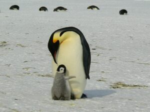 penguins-429134_1280 (1)