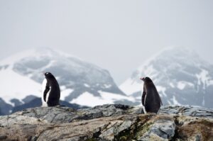 penguins-5602408_1280