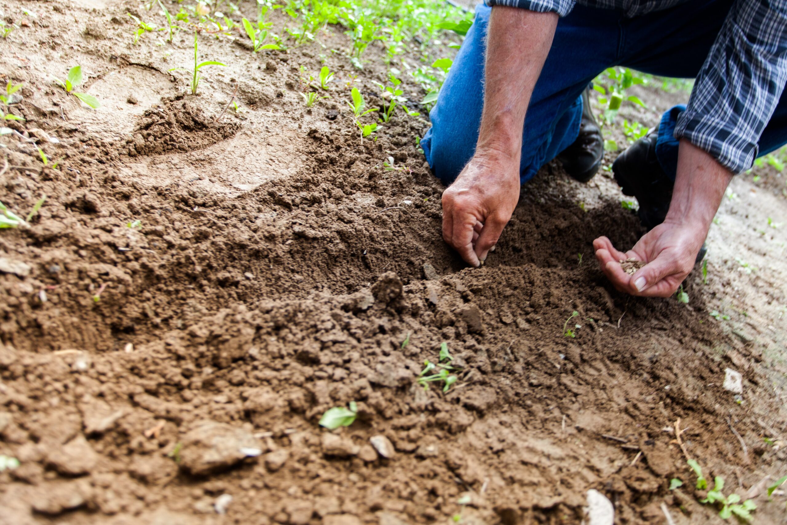 La cooperación técnica del IICA benefició a 2.000 productores agrícolas en Costa Rica