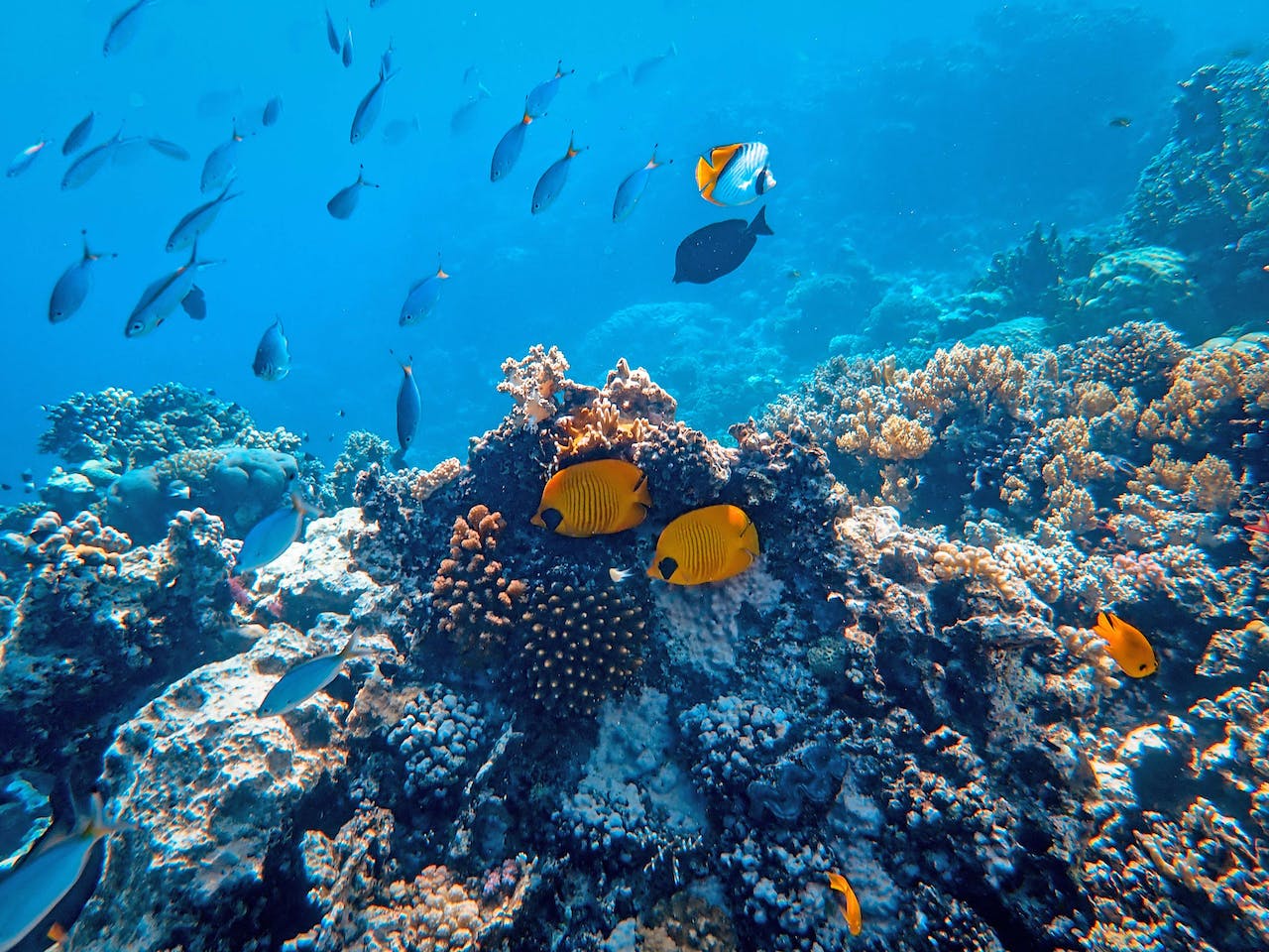 Descubren dos nuevos arrecifes de coral y montes submarinos en Galápagos