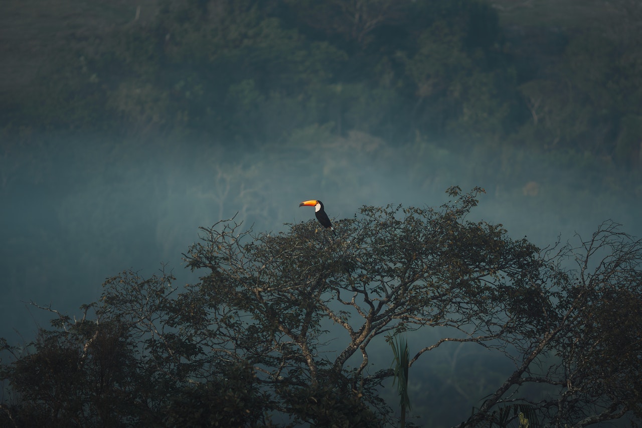 Escuchar el bosque para aprender el comportamiento de la fauna