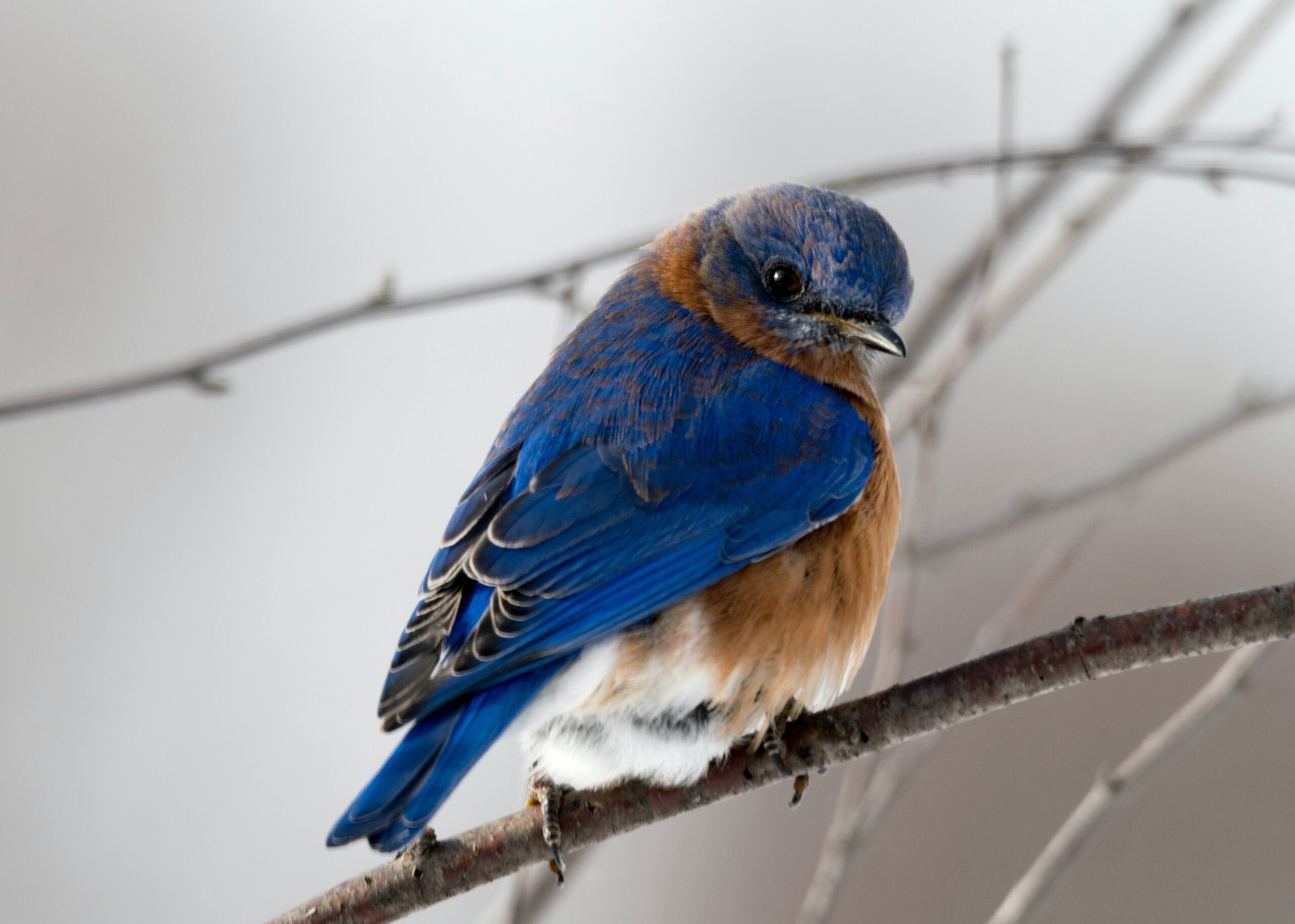 El calor extremo acelera el declive de las aves en terrenos agrícolas