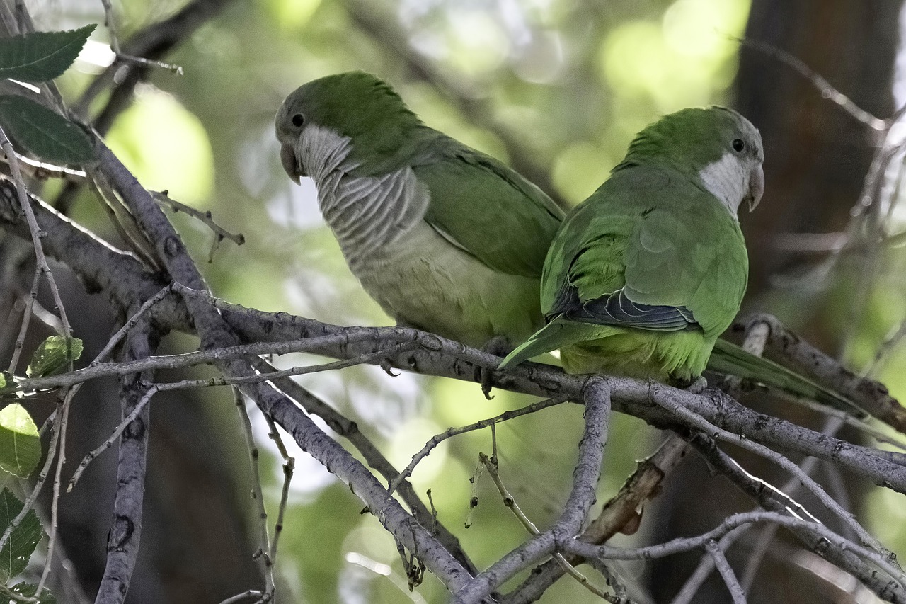 La cotorra argentina, primer animal no humano con una huella vocal