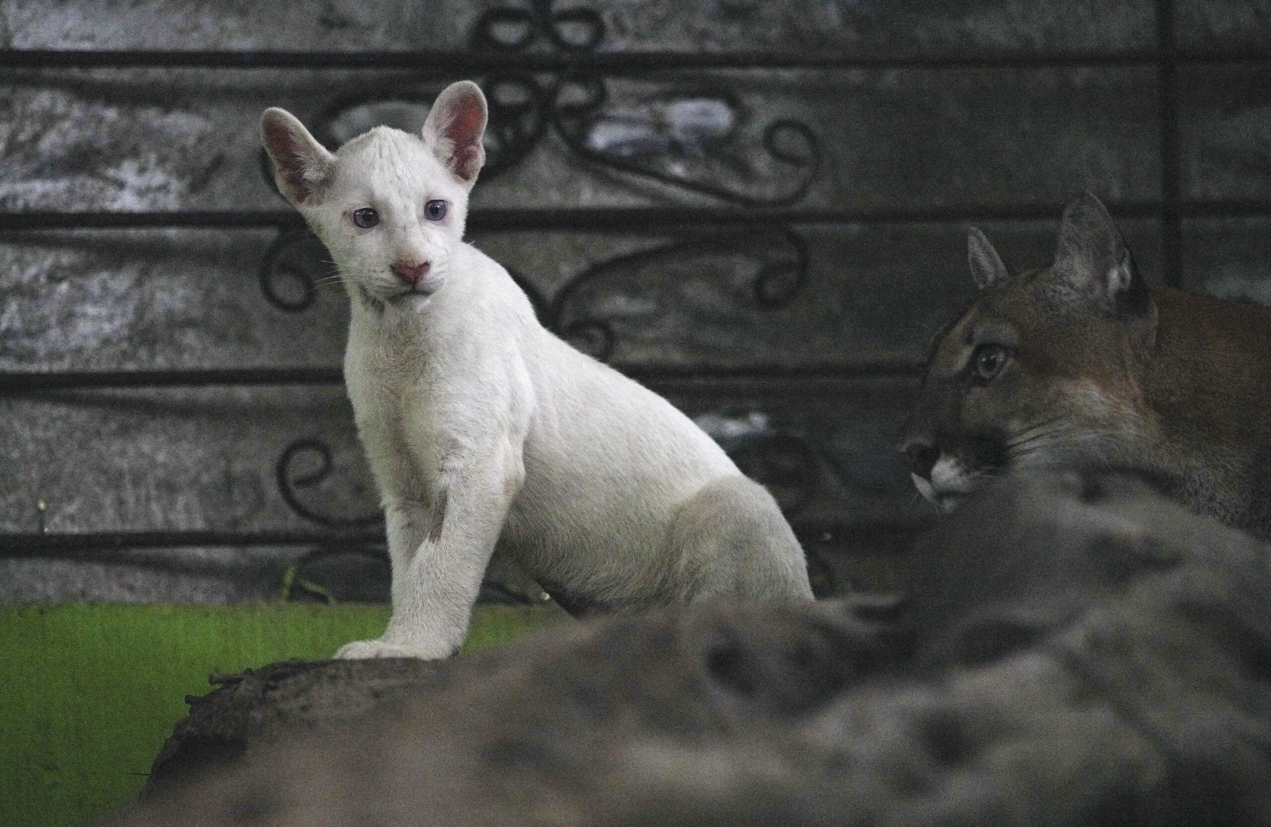 Zoológico de Nicaragua exhibe un raro puma albino