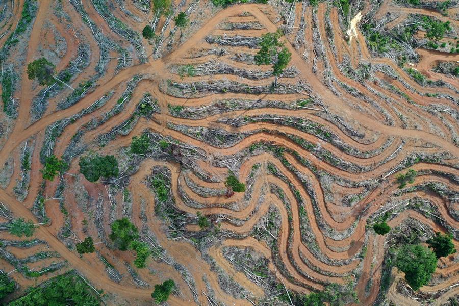 Indonesia reconvertirá 200.000 hectáreas para plantar aceite de palma en zona forestal