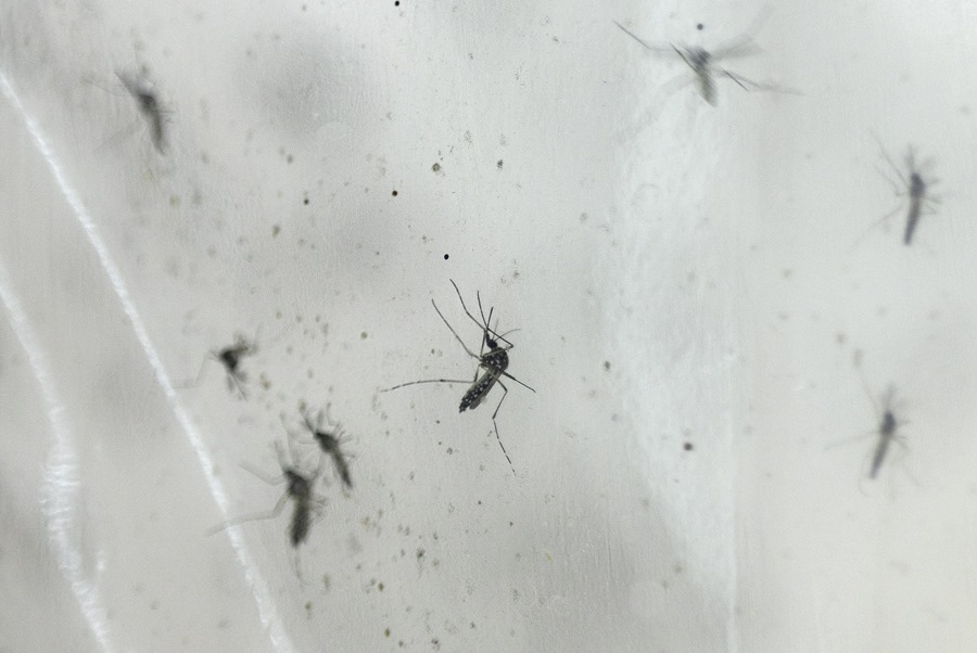 Singapur lucha contra el dengue lanzando mosquitos con una bacteria