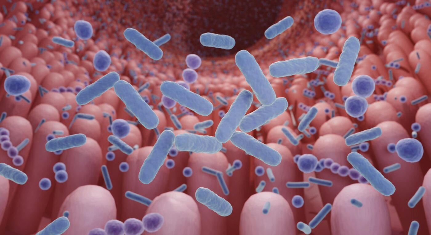 La Microbiota Intestinal Es Clave En La Salud Humana