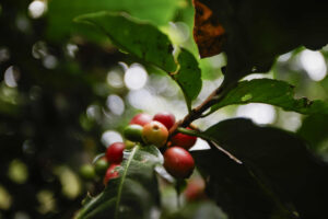 Cafetales bajo sombra, una técnica para mitigar el cambio climático en Costa Rica