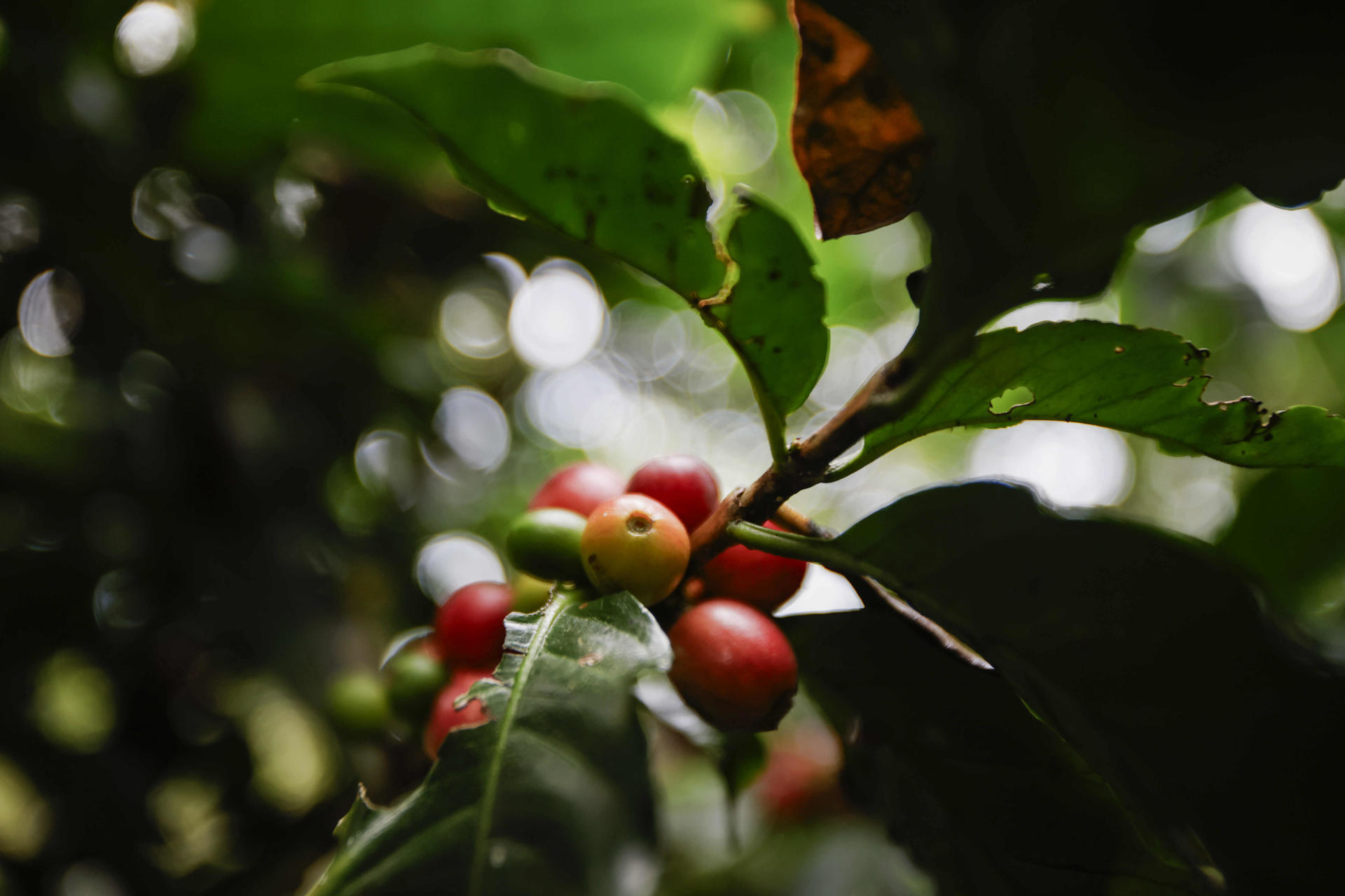 Cafetales bajo sombra, una técnica para mitigar la crisis climática en Costa Rica