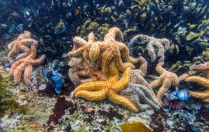 Un estudio sugiere que las estrellas de mar pierden el cuerpo y se convierten solo en cabeza