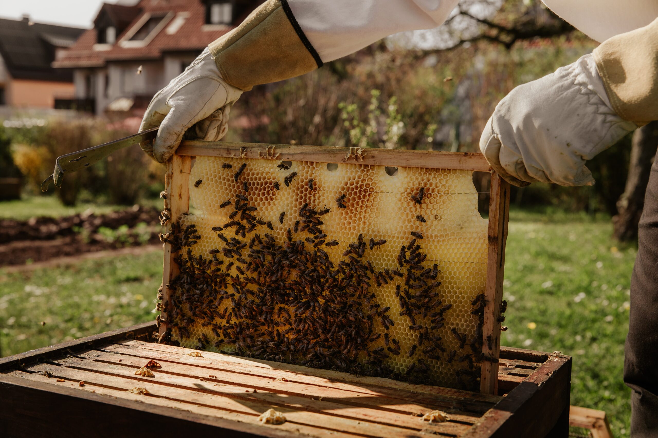 ¿Cómo es la comunicación entre las abejas en su colmena?