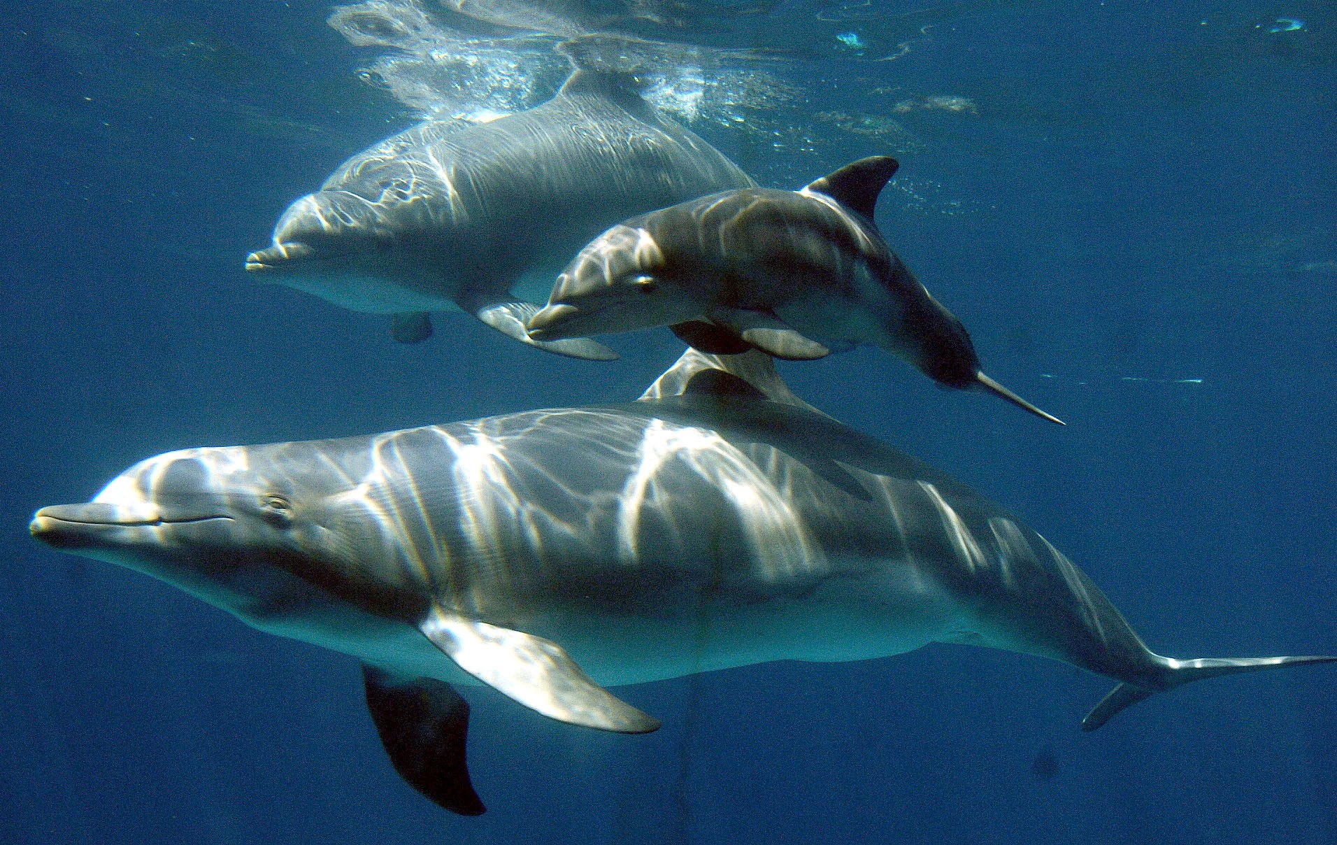 Mueren delfines en la Amazonía brasileña por altas temperaturas