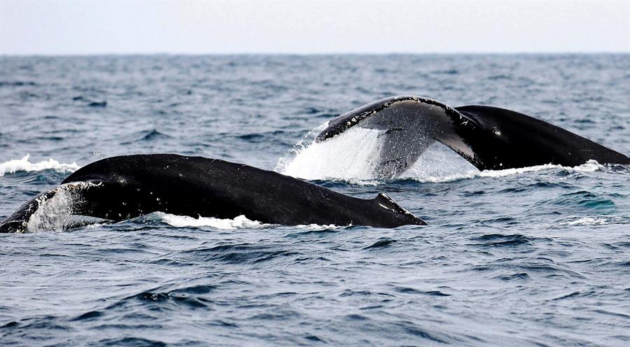 El primer «atlas de ballenas» para reducir sus colisiones con los buques