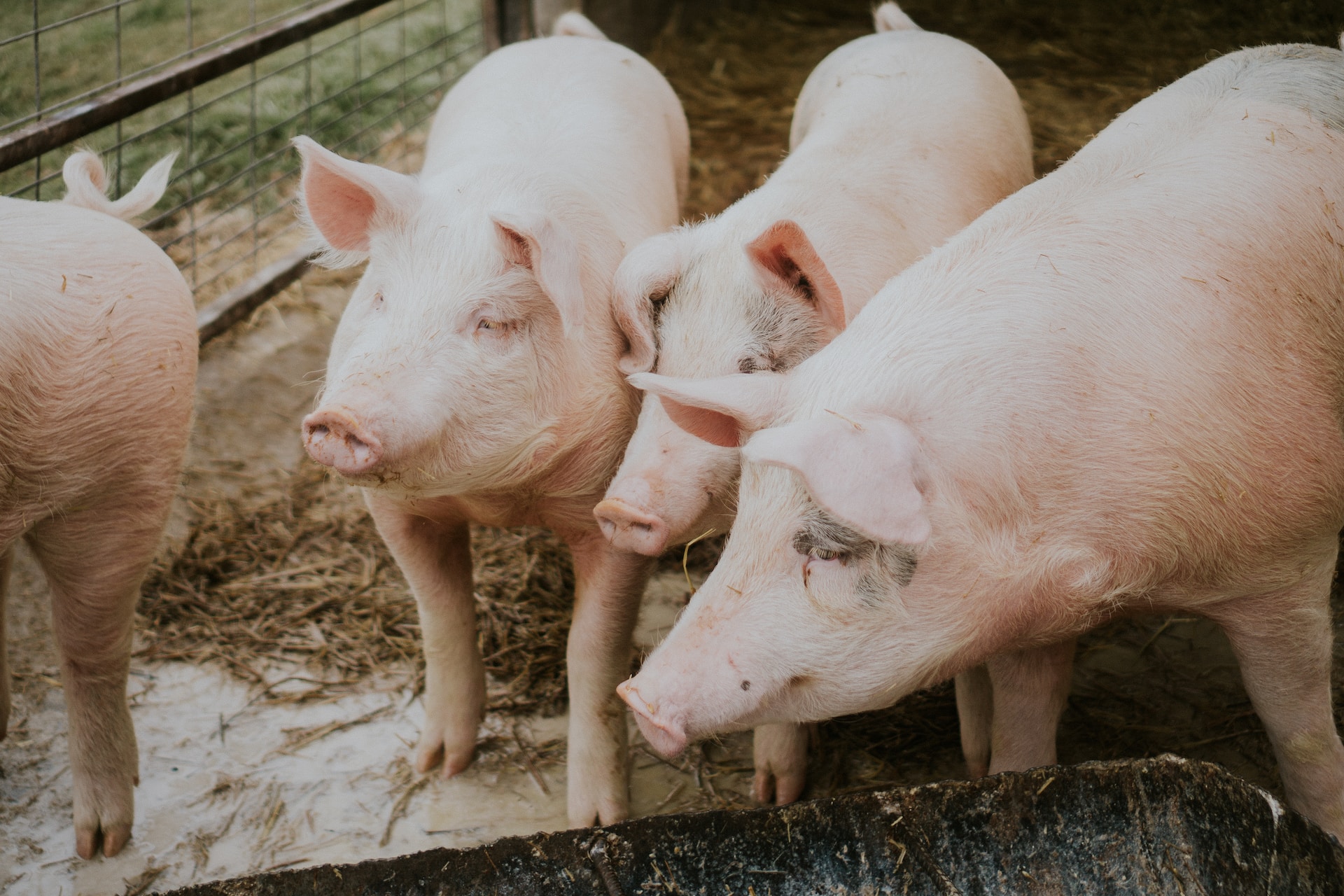 Una nueva técnica convierte residuos orgánicos en biocombustible y biofertilizantes