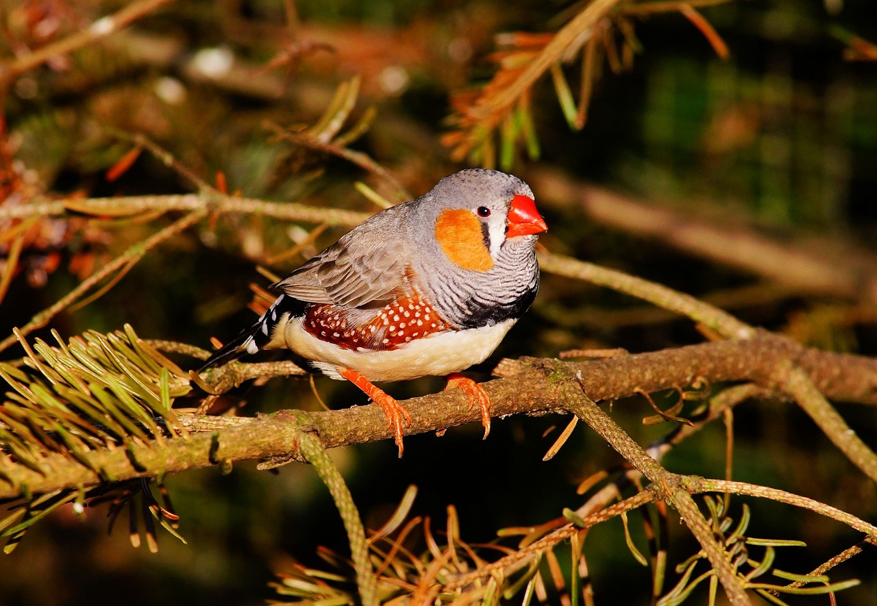 ¿Por qué los pájaros duermen de pie?