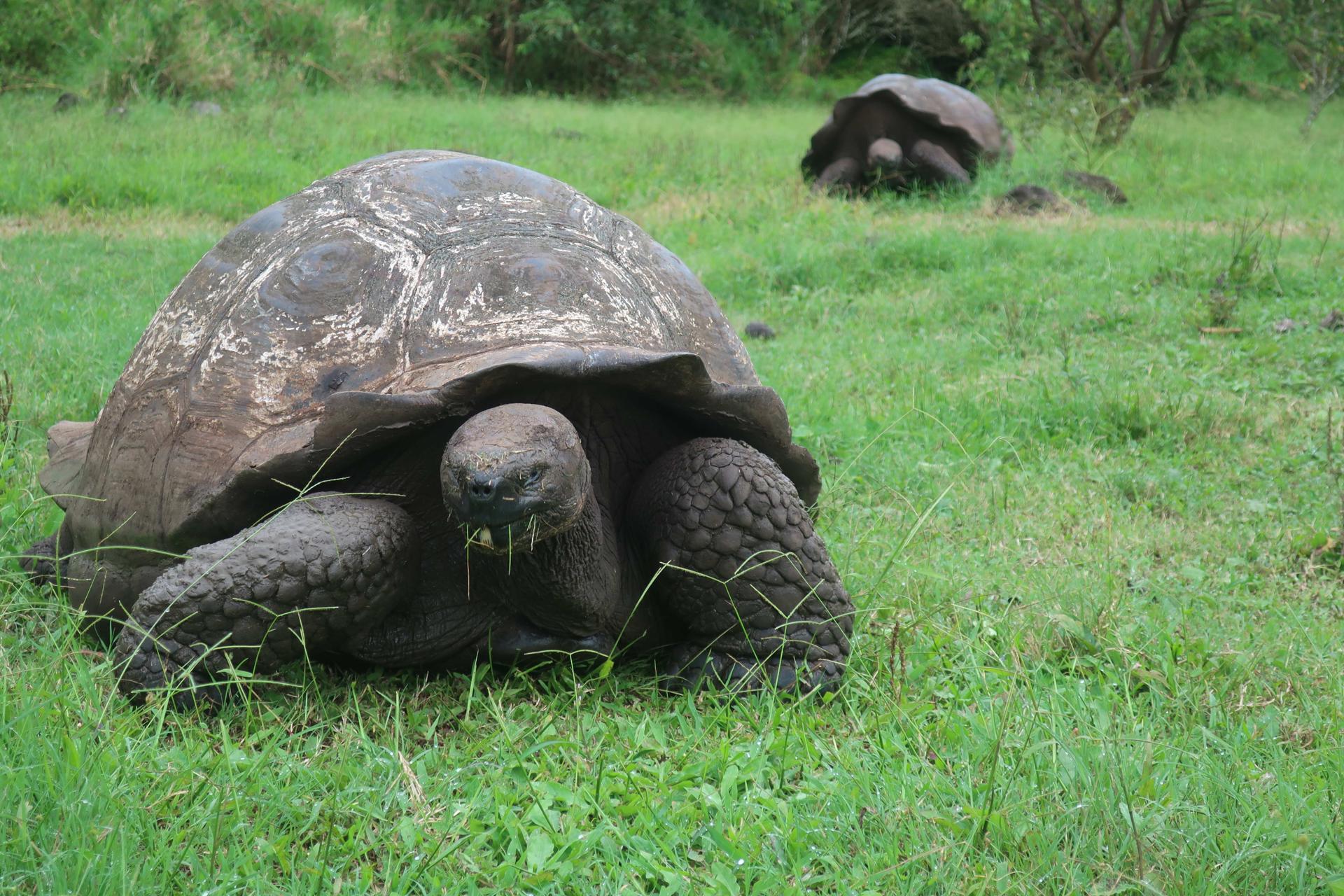 Tortugas gigantes de Galápagos en peligro crítico ingieren plástico