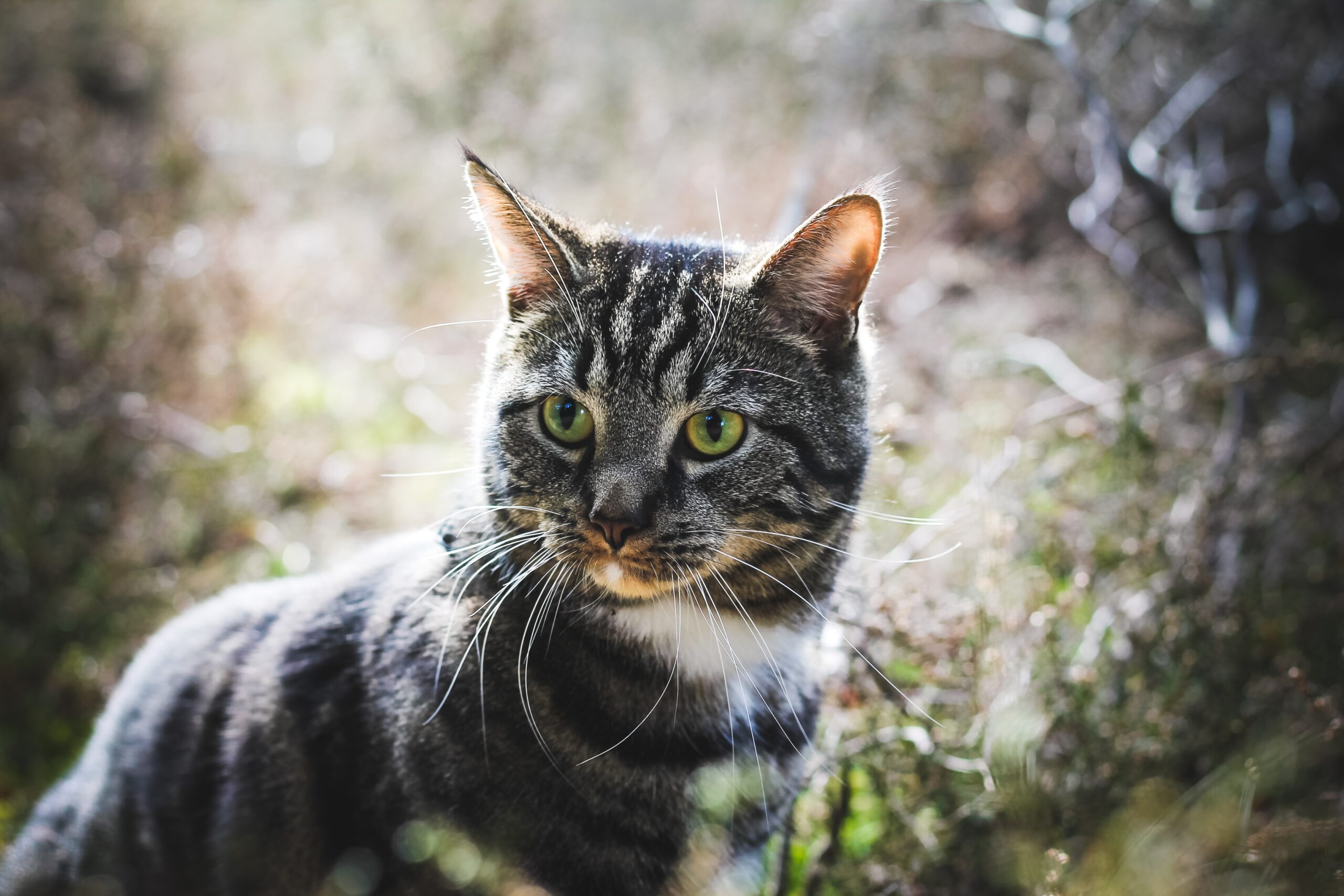 La pérdida de hábitat fuerza al gato salvaje a aparearse con el doméstico tras 2.000 años