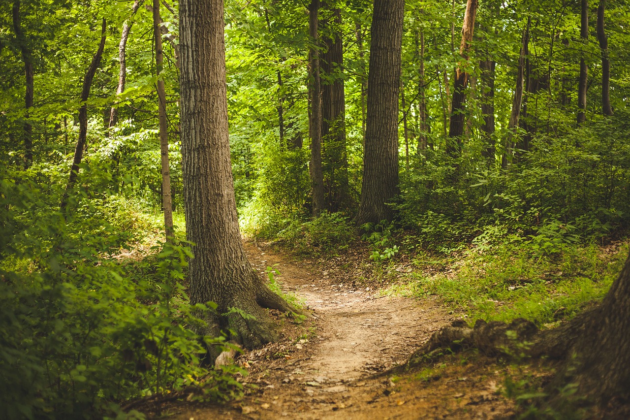 Desarrollan un sistema que clasifica tipos de bosques mediante la inteligencia artificial