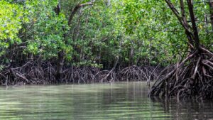 mangroves-5205415_1280