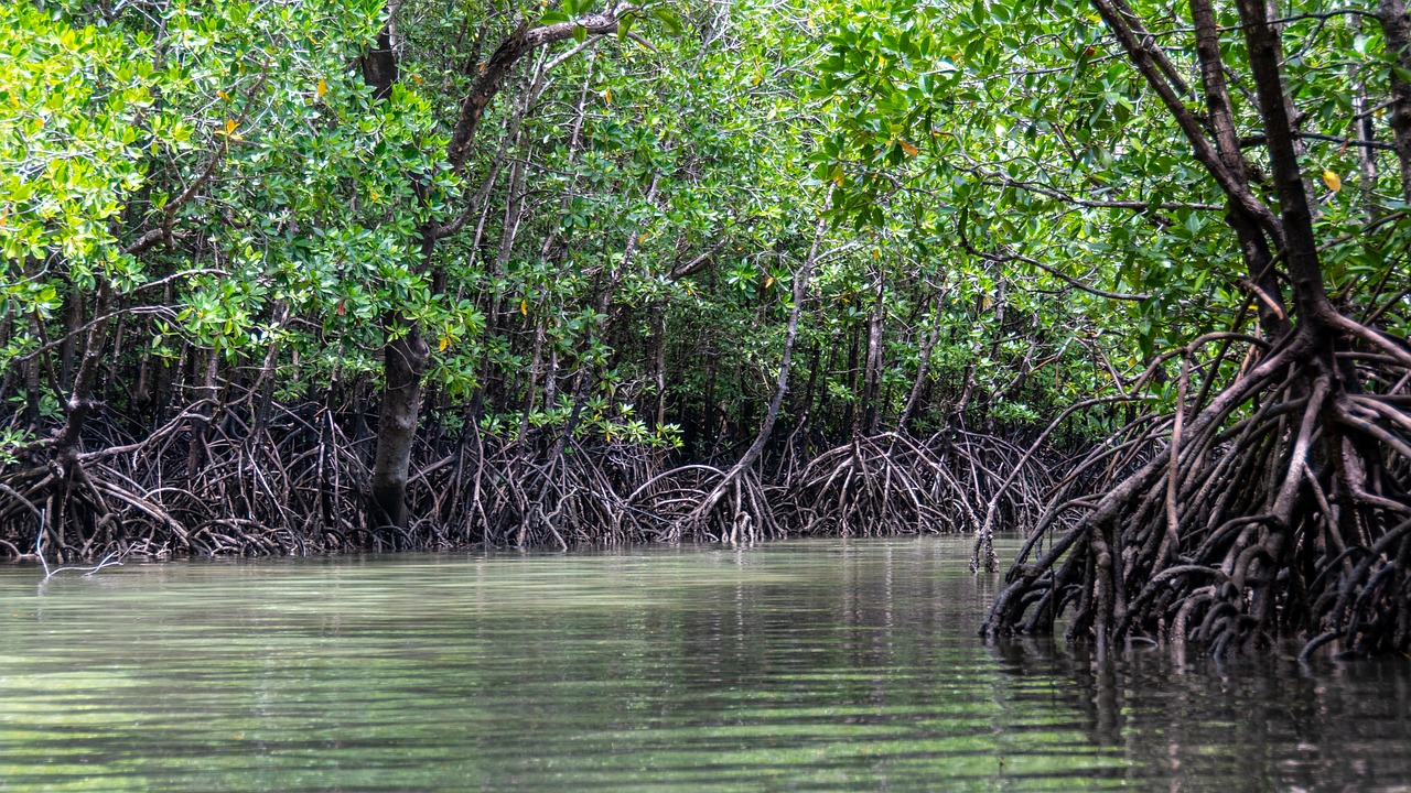 Ante intensificación de huracanes urge proteger ecosistemas costeros