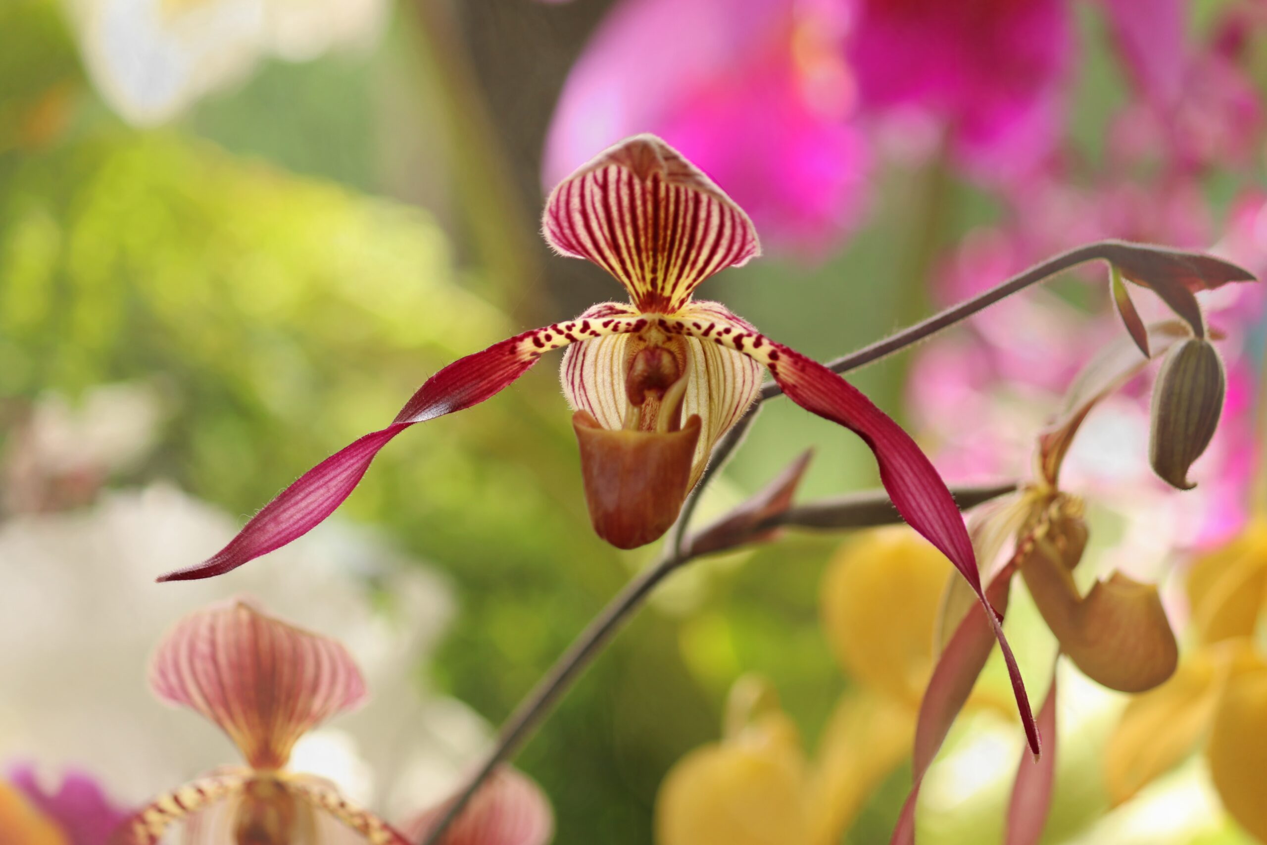 Una orquídea hallada en Ecuador enciende una luz hacia la biodiversidad andina