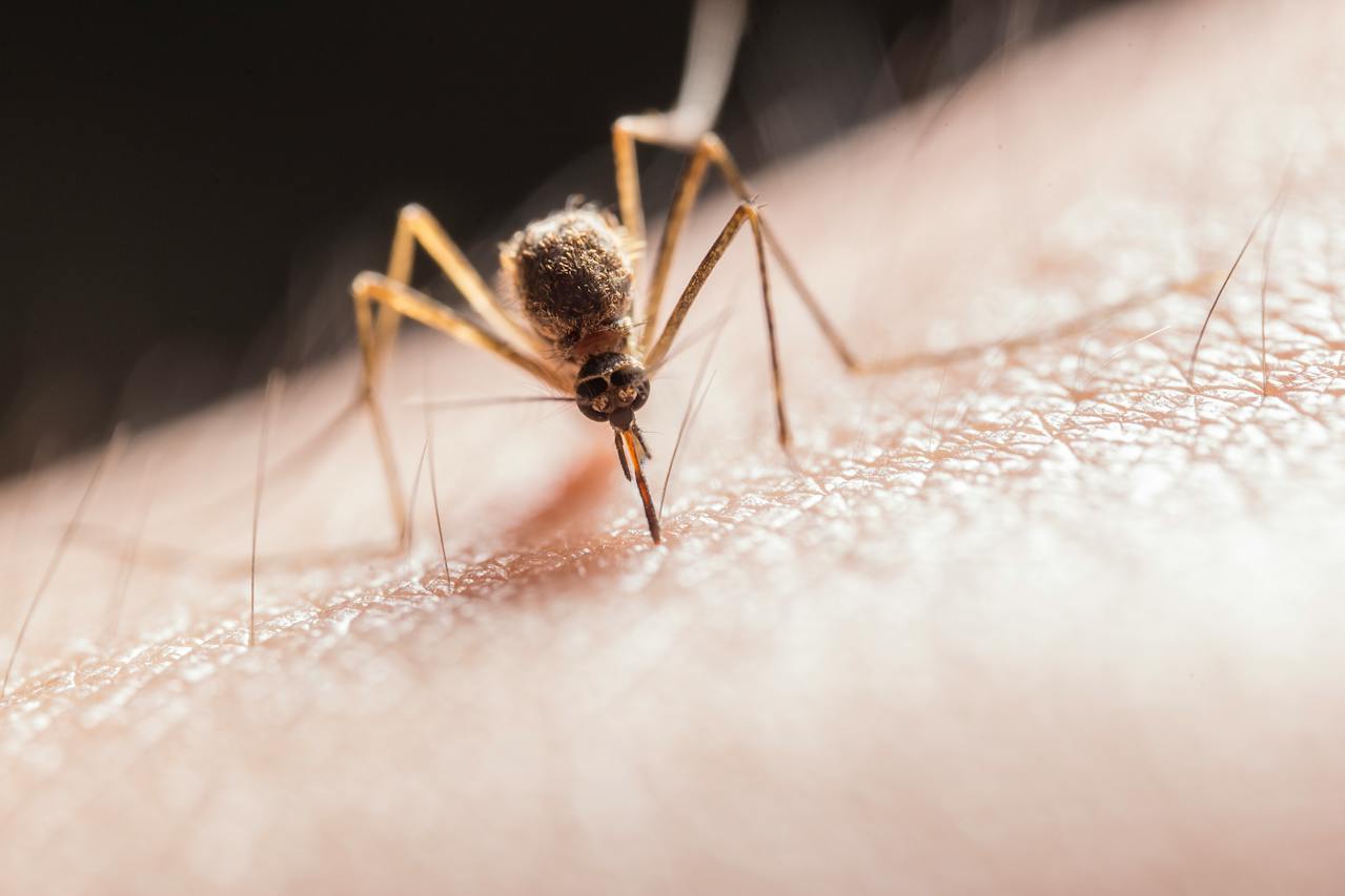 El dengue cae en Colombia, gracias a mosquitos manipulados