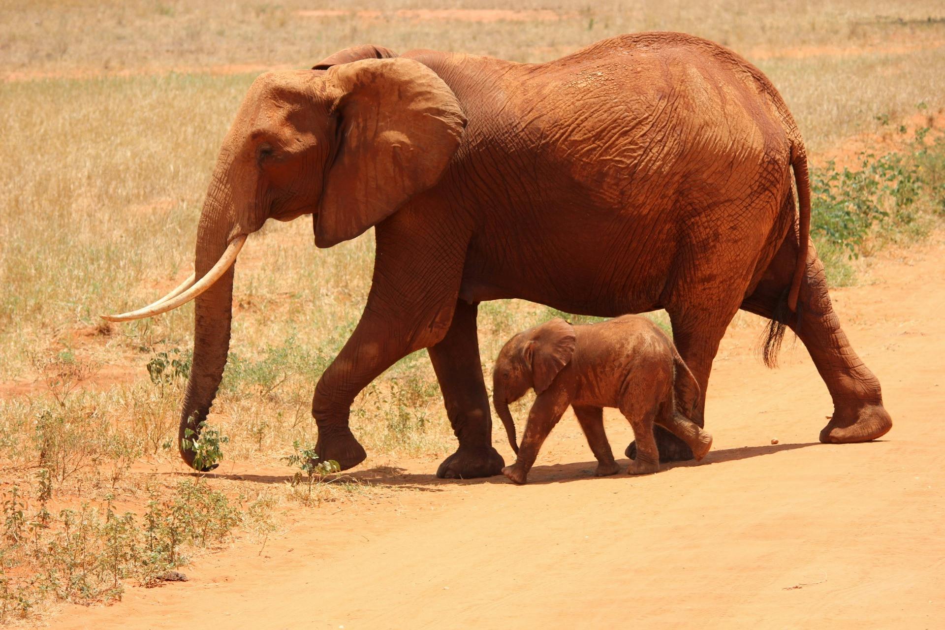 Nacen elefantes gemelos en Kenia, un hecho poco frecuente