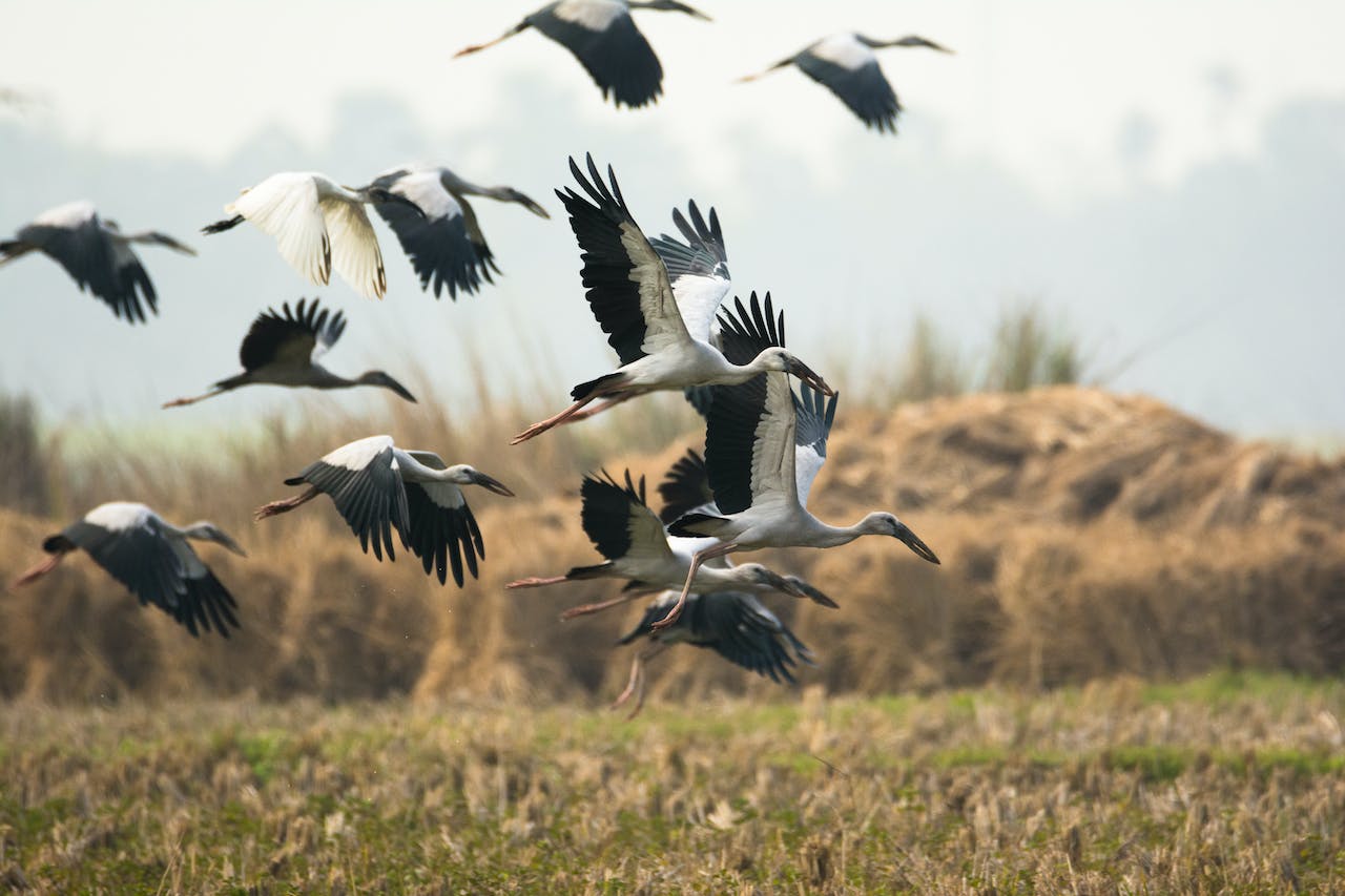 China redobla sus esfuerzos para conservación de aves migratorias