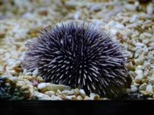 sea-urchins-452921_1280