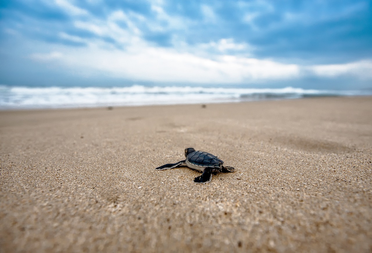 En Ecuador nacen 4.900 tortugas marinas ‘golfinas’, catalogadas como «vulnerables»