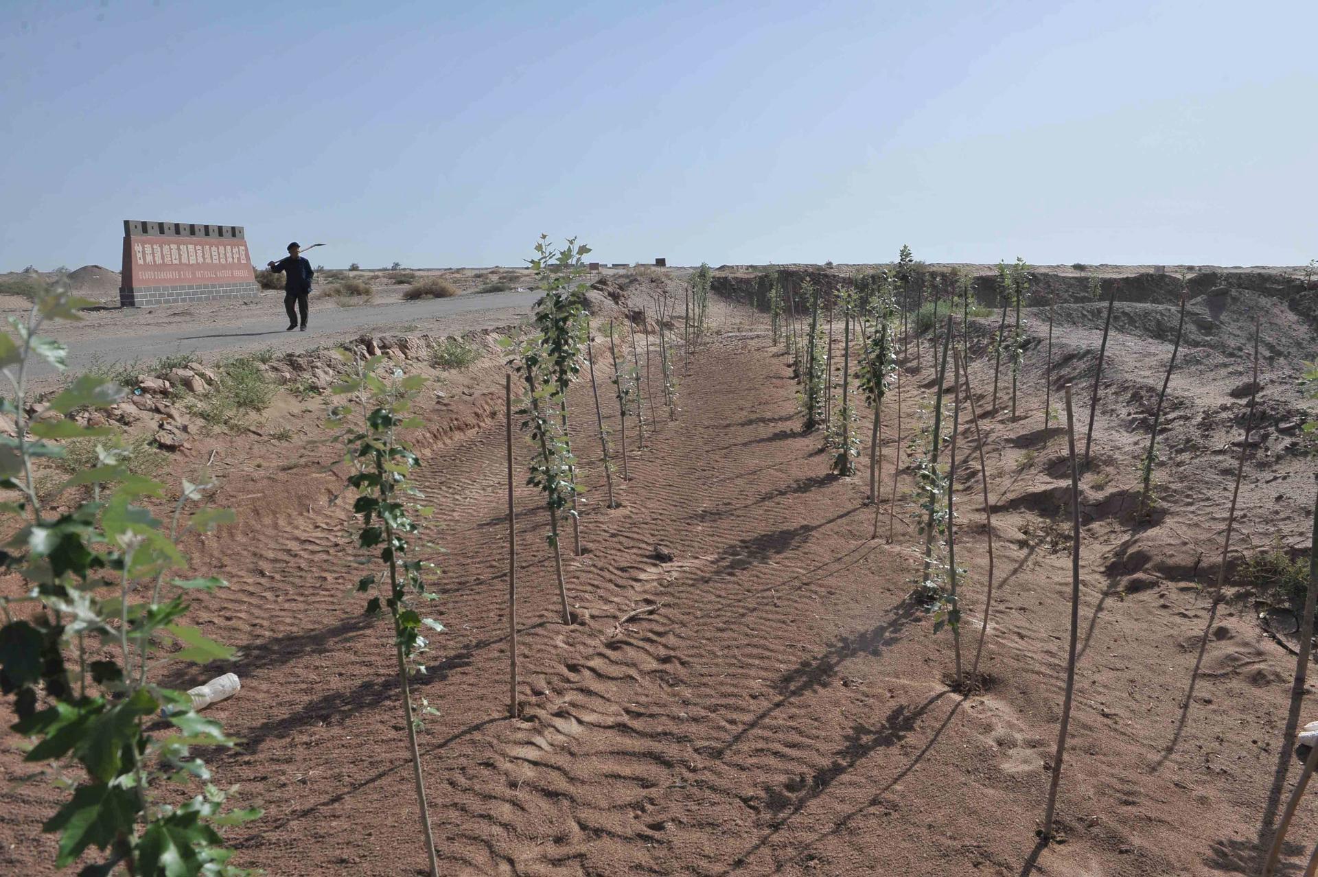 ¿Plantar árboles es la gran solución climática?