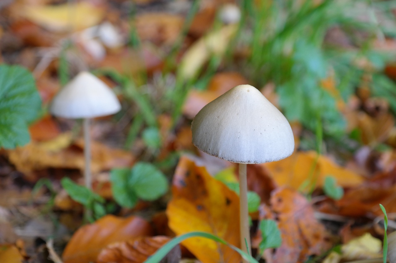 Científicos chilenos buscan en los hongos la respuesta contra el Alzheimer