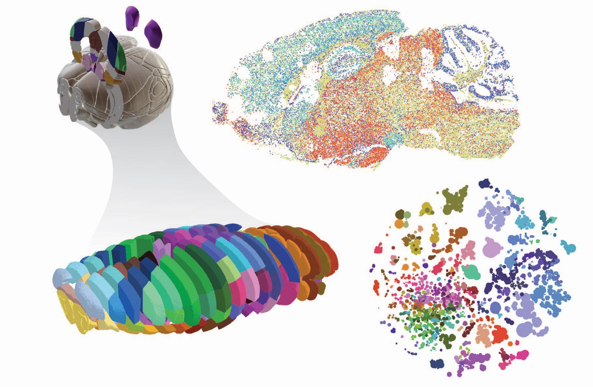 El primer atlas del cerebro de un ratón ayudará a entender las enfermedades neurológicas