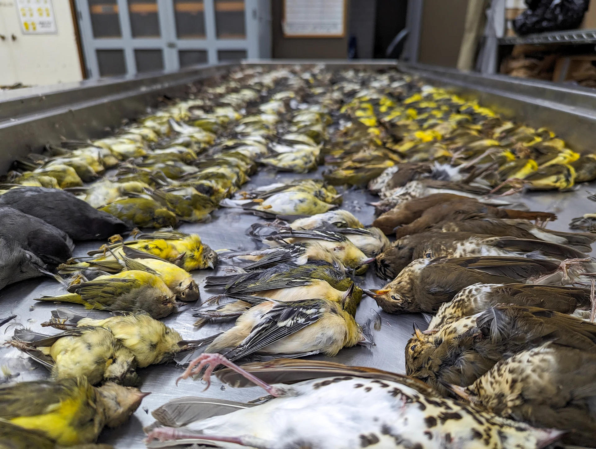 Reducir la contaminación lumínica, imprescindible para salvar a las aves migratorias