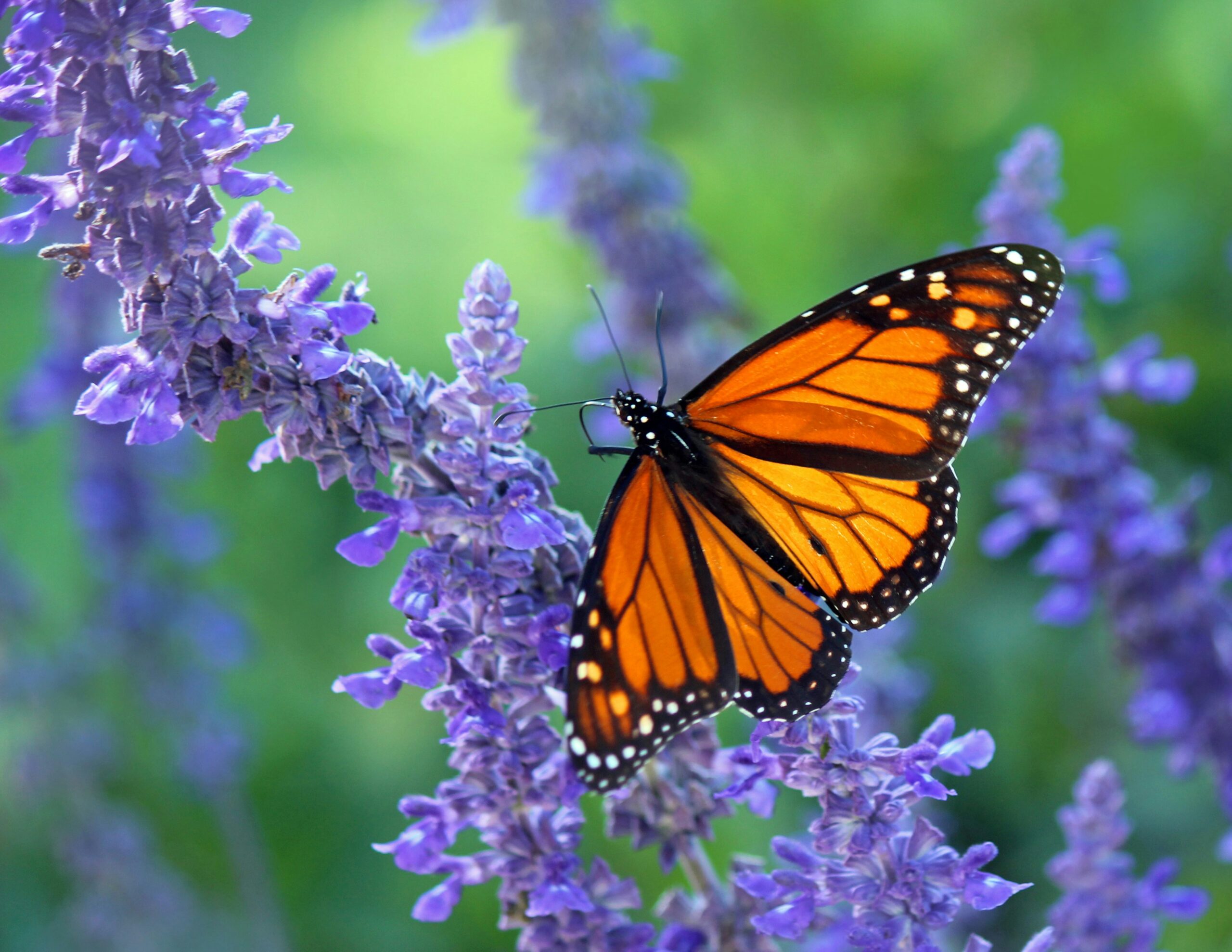 ¿Qué hace que las mariposas monarca recorran largas distancias?