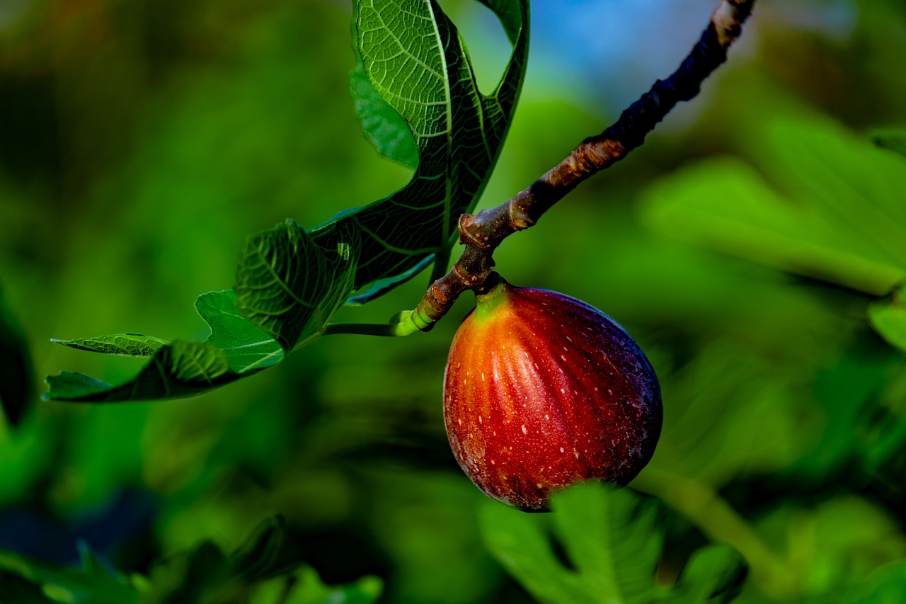 En Extremadura buscan producir higos más resistentes al calor