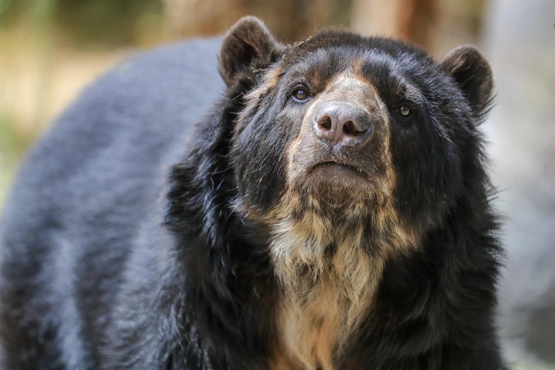 En Ecuador buscan ampliar los planes de conservación de los osos andinos