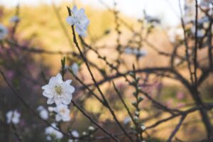 609-6-TECNOLOGÍA_árboles florecen fuera de temporada_Foto de Unsplash