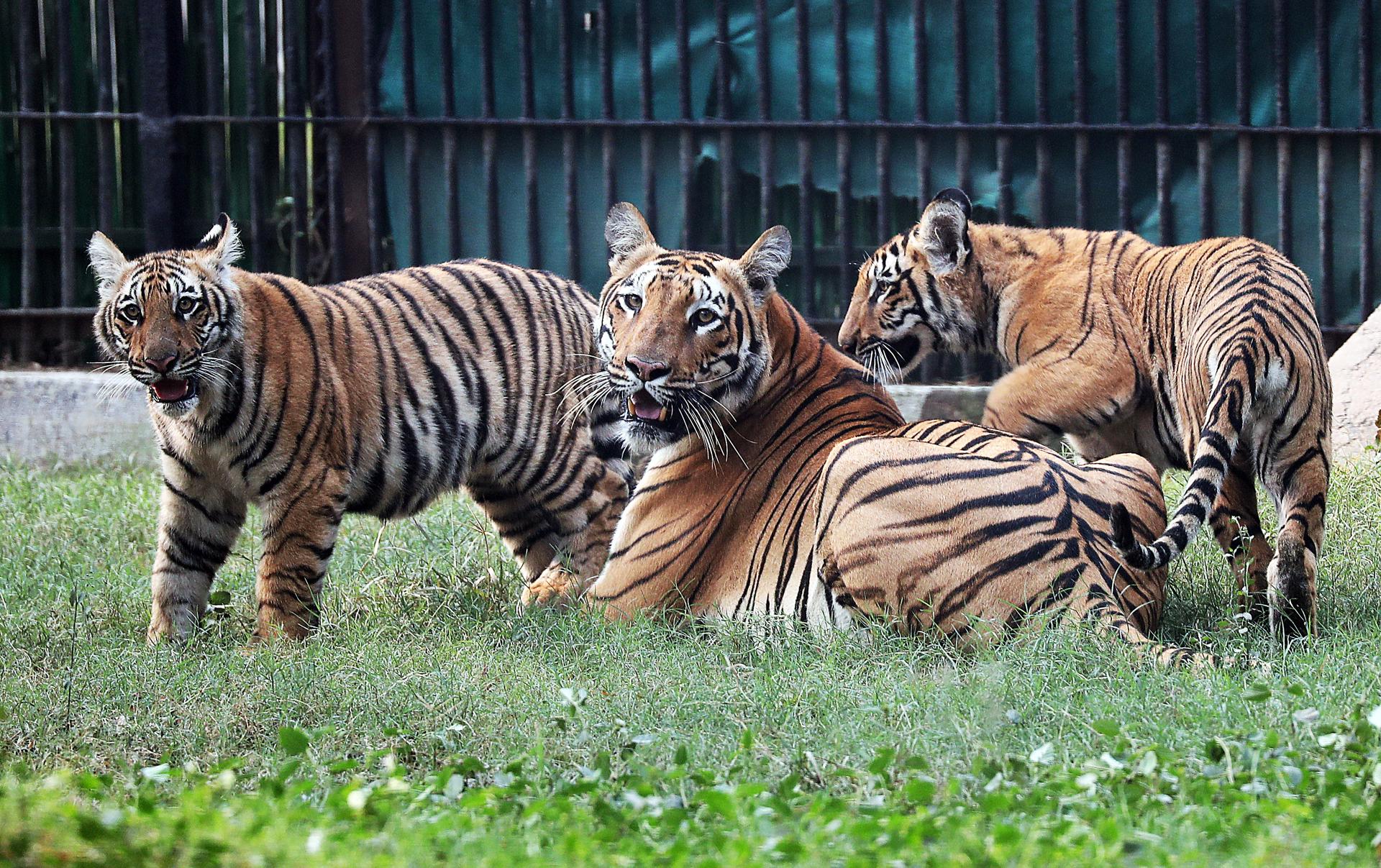 Presentan los primeros 2 tigres de Bengala nacidos en cautiverio en 18 años en Nueva Delhi