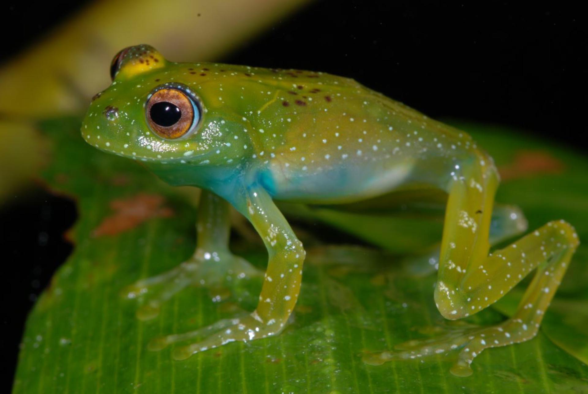 El color de sapos y ranas les ayuda a combatir los cambios ambientales y los patógenos