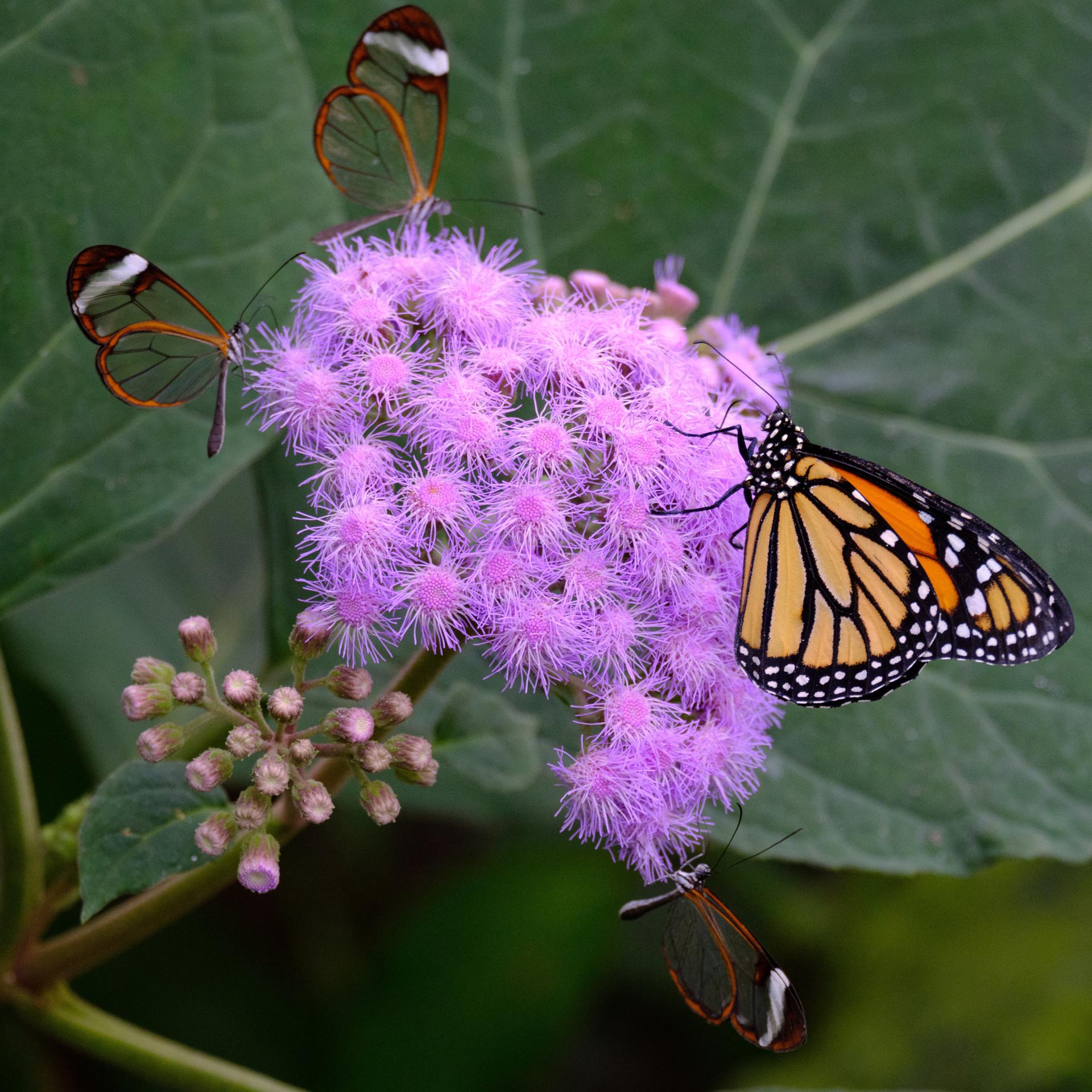 Los insectos más comunes, básicos para la biodiversidad, están desapareciendo