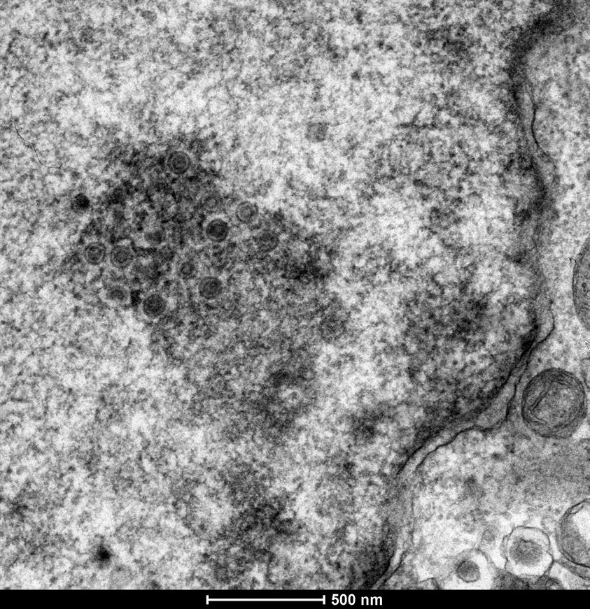 El ADN antiguo revela la mortífera evolución de un virus aviar