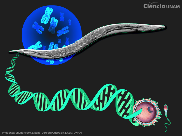 ¿Qué son las células germinales humanas y cómo un gusano ayuda a estudiarlas?