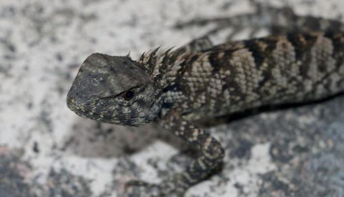 Descubren en China una nueva especie de iguana