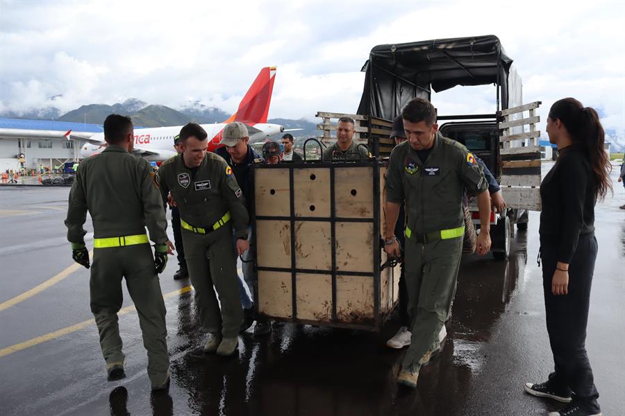 Llevan a santuario a dos osos andinos rescatados en Colombia