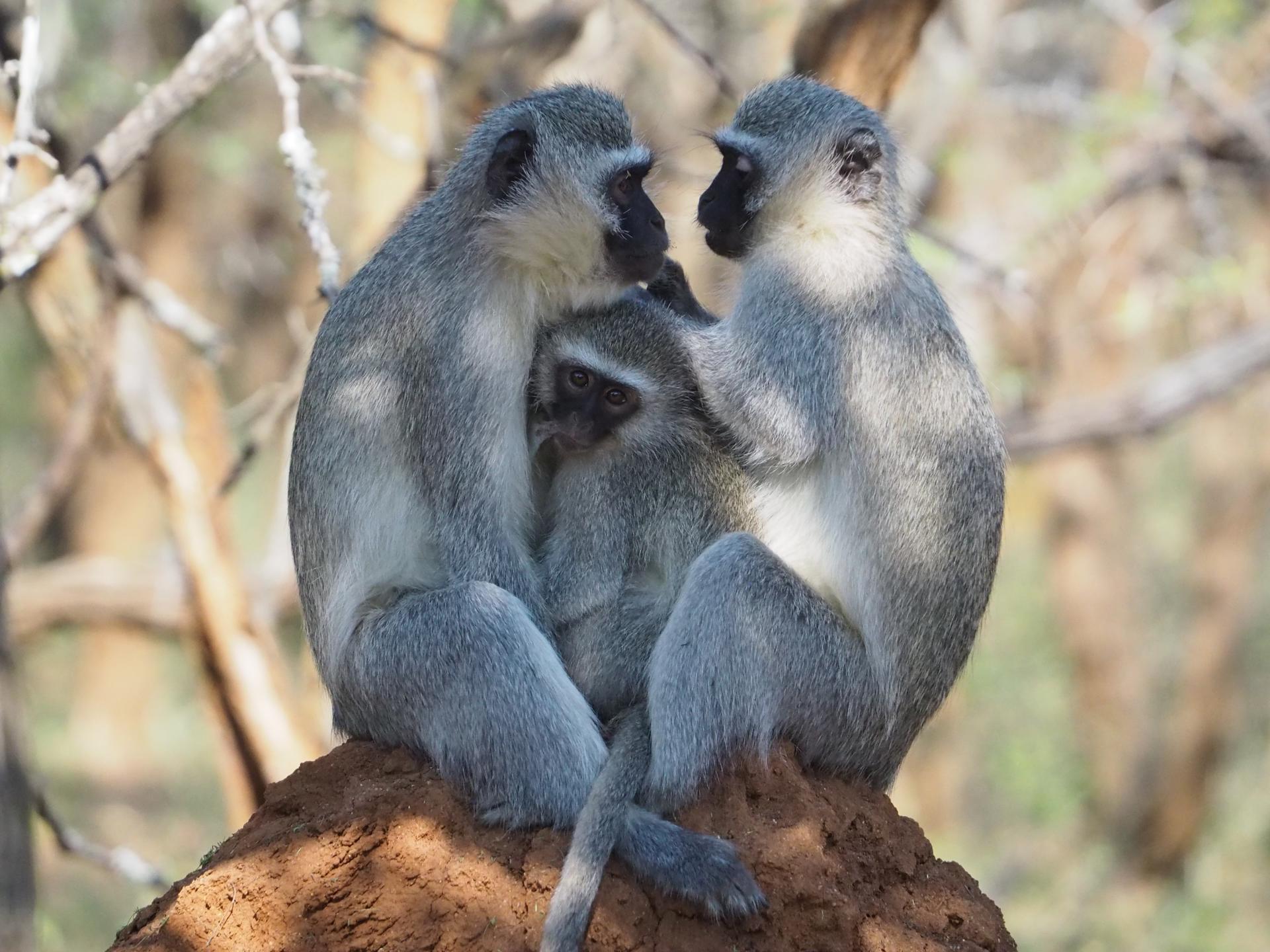 Los monos vervet tienen normas sociales diferentes dependiendo de su grupo