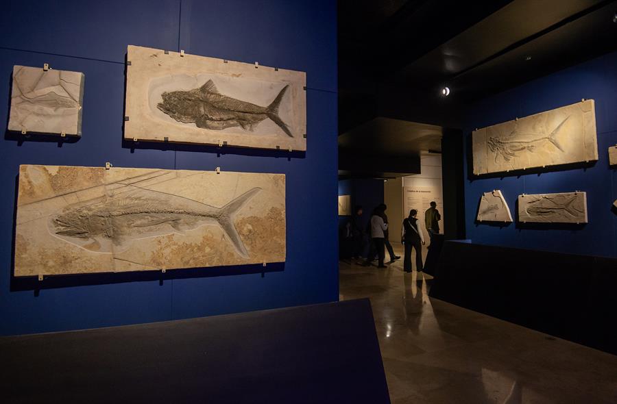 Cientos de fósiles marinos se exhiben en el Museo del Noreste