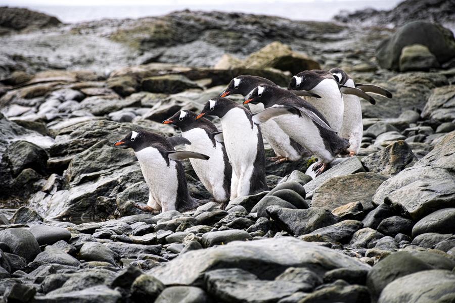 Las algas chilenas, el «centinela» climático del «principio del mundo»