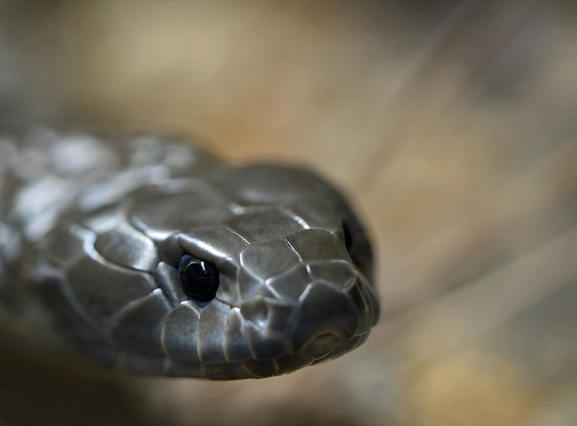 Estudio de venenos de serpiente en la región requiere más inversión